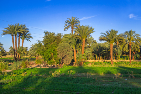 Date palm trees plantation in Egyptの写真素材