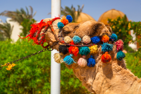 Camel on the beach of Hurghada, Egyptの写真素材