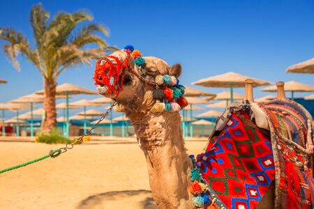 Camel resting in shadow on the beach of Hurghada, Egyptの写真素材