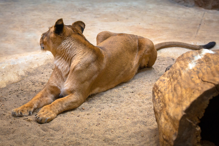 Lion female lying on the rocky groundの写真素材