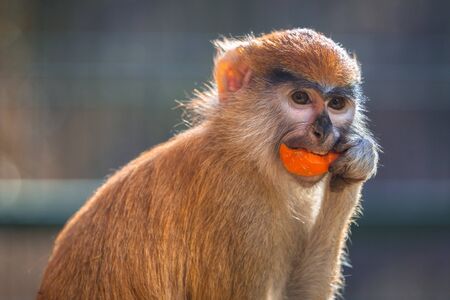 Patas monkey eating carrotの写真素材