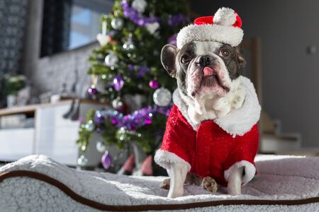 French bulldog in santa costume sitting under the christmas treeの写真素材