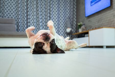 French bulldog lying down in the living roomの写真素材