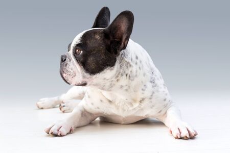Adorable french bulldog posing on the floorの写真素材