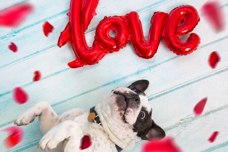 French bulldog with love shape balloon and falling rose petalsの写真素材