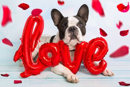 French bulldog with love shape balloon and falling rose petalsの写真素材