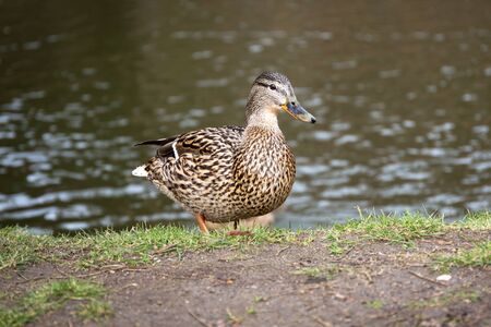 Duck in the park at spring, Polandの写真素材