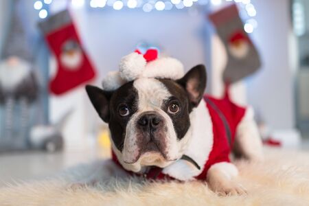 French bulldog in santa costume is lying on the floor at the fireplace with christmas decorationsの写真素材