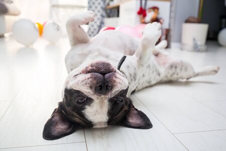 Adorable french bulldog posing on the floorの写真素材