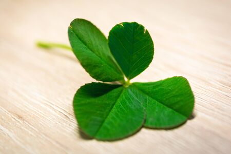 Lucky four leaf cloverの写真素材
