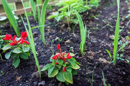 Red flowers planted in the gardenの写真素材