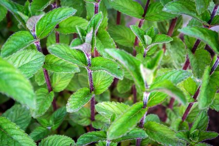 Mint leaves planted in the gardenの写真素材