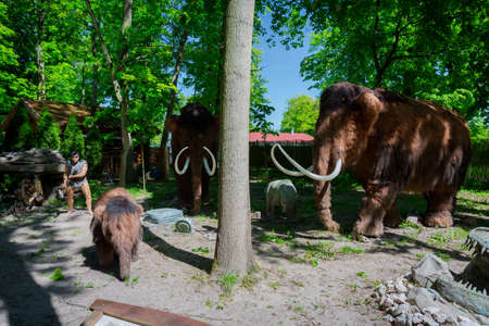 Malbork, Poland - June 1, 2020: Realistic mammoths at the Dino Park in Malbork, Poland. Dino Park is a tourist attraction with moving dinosaurs and dragons.のeditorial素材