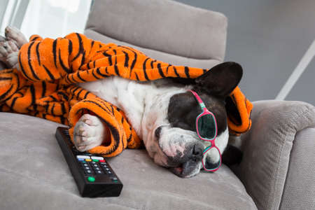 French bulldog in orange tiger bathrobe sleep at  tv on the arm chair with remote controlの写真素材