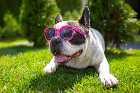 French Bulldog in pink sunglasses is resting a sunny gardenの写真素材