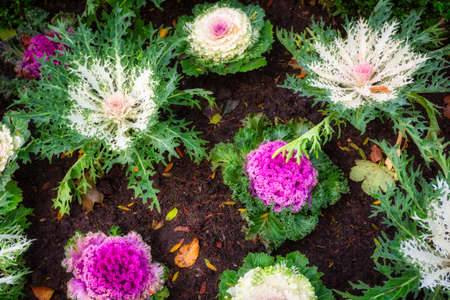 Blooming colorful cabbage in the Oliwa Park in autumn. Gdanskの写真素材