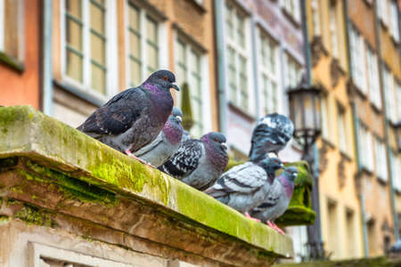 Pigeons in the old town of Gdansk, Polandの写真素材