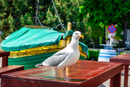 Sea gull seating on the restaurant table by the sea in Gdynia Orlowo, Polandの写真素材