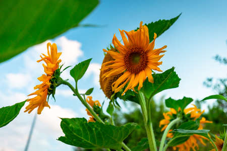 Yellow blooming sunflowers in the garden at sunsetの写真素材