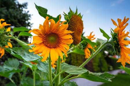 Yellow blooming sunflowers in the garden at sunsetの写真素材
