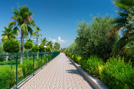 Beautiful pathway with palm trees at the beach of Turkeyの写真素材