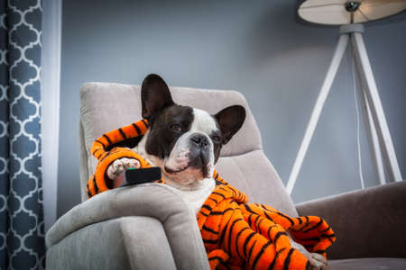 French bulldog in orange tiger bathrobe watch tv on the arm chair with remote controlの写真素材