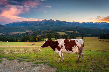 A cow under the Tatra Mountains at sunset. The pass over Lapszanka in Poland.の写真素材