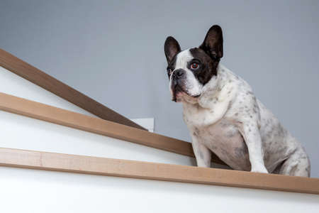 Black and white French Bulldog sitting on the stairs in the houseの写真素材