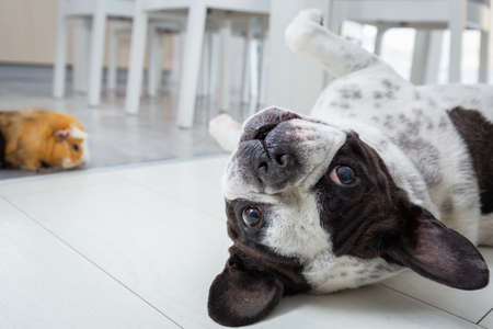 French bulldog at home playing with a guinea pigの写真素材