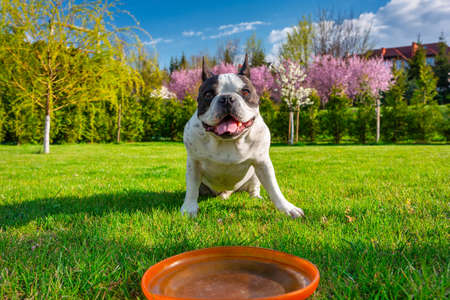 French bulldog playing with flying disc in sunny gardenの写真素材