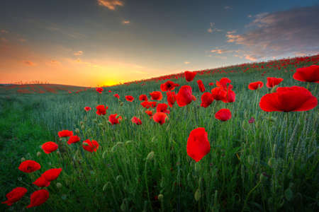 Beautiful meadow with the poppy flowers at sunset, Poland.の写真素材