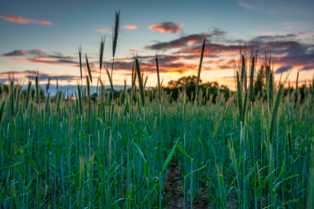 Idyllic sunset over the wheat field in Polandの写真素材
