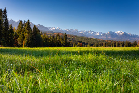Morning dew on the grass under the Tatra Mountains in autumn, Polandの写真素材