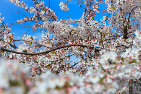 White blossom apple trees in april, Polandの写真素材