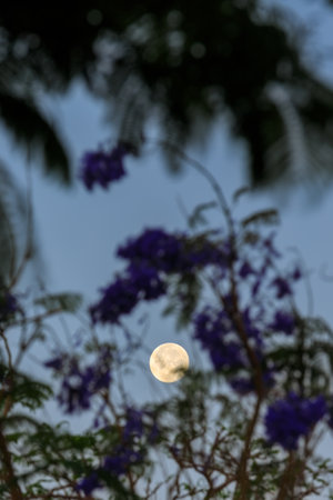 Full moon over the trees in Egyptの写真素材
