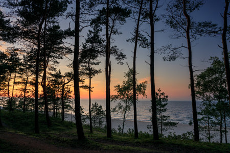 Pine forest by the beach of the Baltic Sea in Sztutowo at sunset, Polandの写真素材