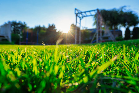 A lush grass in garden with the setting sunの写真素材