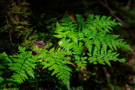 Beautiful fern leaf in the summer forest. Polandの写真素材