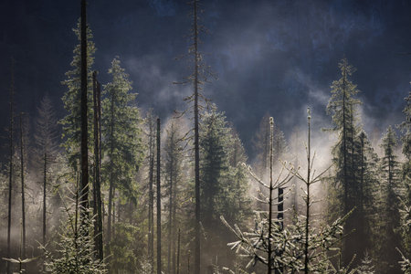 Beautiful landscape in misty forest in Tatra mountains at summer, Polandの写真素材