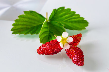 Wild strawberries with leaves isolated on a white backgroundの写真素材
