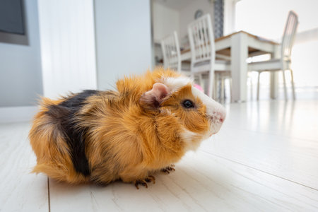 The guinea pig walking on the floor at homeの写真素材