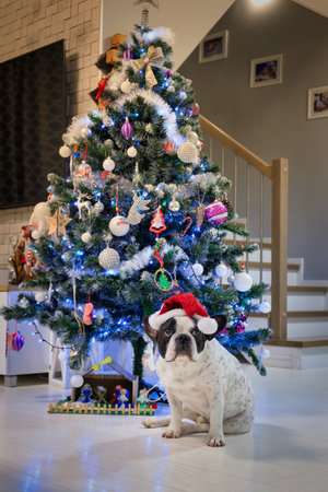 French bulldog dressed up in santa hat under the Christmas treeの写真素材