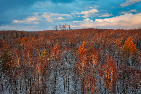 Beautiful winter landscape of the forest area in Kashubia, Polandの写真素材
