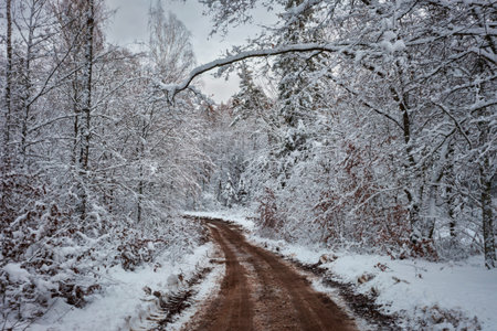 The road through snowy forest at winter, Poland.の写真素材