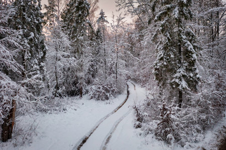 The road through snowy forest at winter, Poland.の写真素材