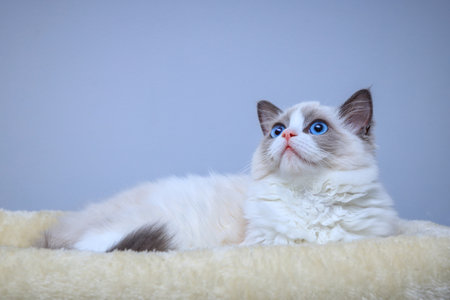 A blue-eyed Ragdoll kitten sitting on a bedの写真素材