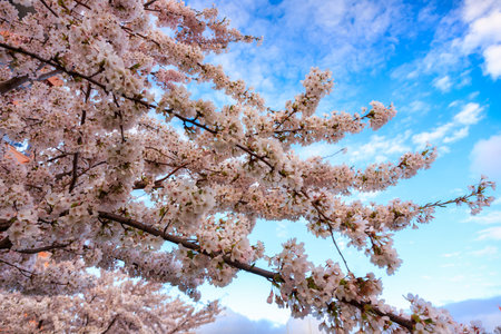 Flowers of trees blooming in spring over the MotÅawa river in Gdansk. Polandの写真素材