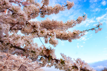 Flowers of trees blooming in spring over the MotÅawa river in Gdansk. Polandの写真素材