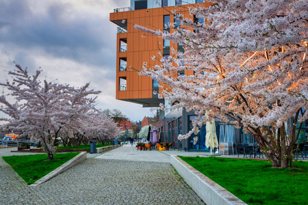 Spring flowers blooming on the trees over the Motlawa river in Gdansk. Polandの写真素材