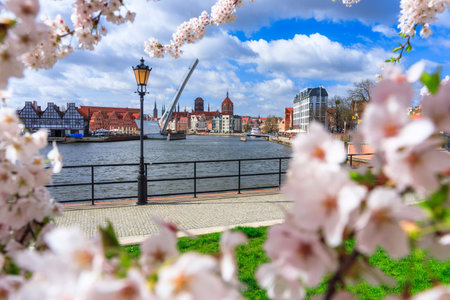Spring flowers blooming on the trees over the Motlawa river in Gdansk. Polandの写真素材